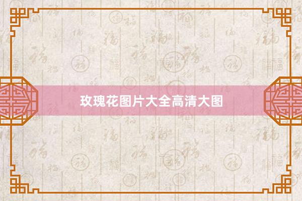 玫瑰花图片大全高清大图